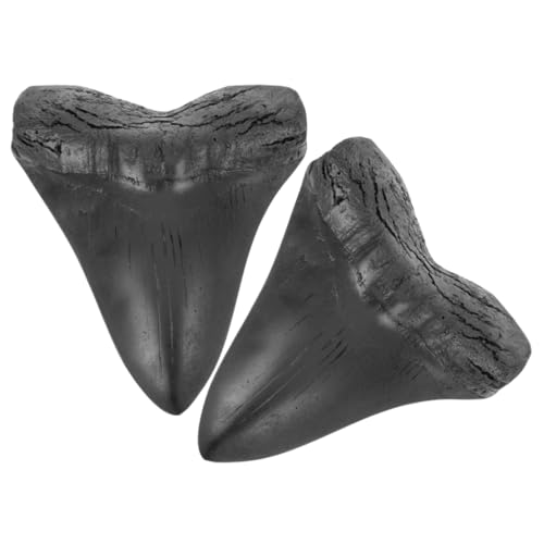 Cabilock 2 Stück Megalodon Probenzähne Riesenhai Gefälschte Megalodon Zähne Megalodon Nachbildung Megalodon Haifischzähne Zähne Ornamente Dekorationen Riesen Nachbildung von Cabilock