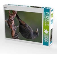 Amsel (Puzzle) von Calvendo