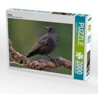 Amsel (Puzzle) von Calvendo