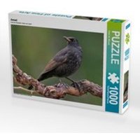 CALVENDO Puzzle Amsel 1000 Teile Lege-Größe 64 x 48 cm Foto-Puzzle Bild von Dieter-M. Wilczek von Calvendo