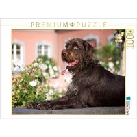 CALVENDO Puzzle Böhmisch Rauhbart 1000 Teile Lege-Größe 64x48cm Foto-Puzzle für glückliche Stunden CALVENDO Puzzle Böhmisch Rauhbart 1000 Teile Lege-Größe 64x48cm Foto-Puzzle für glückliche Stunden von Calvendo Puzzle