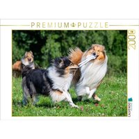 CALVENDO Puzzle Collies sind verspielt 2000 Teile Lege-Größe 90x67cm Foto-Puzzle für glückliche Stunden CALVENDO Puzzle Collies sind verspielt 2000 Teile Lege-Größe 90x67cm Foto-Puzzle für glückliche Stunden von Calvendo Puzzle