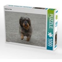 CALVENDO Puzzle Dackel on Tour 1000 Teile Lege-Größe 64 x 48 cm Foto-Puzzle Bild von Kattobello CALVENDO Puzzle Dackel on Tour 1000 Teile Lege-Größe 64 x 48 cm Foto-Puzzle Bild von Kattobello von Calvendo Puzzle