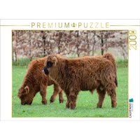 CALVENDO Puzzle Der Nachwuchs bei den gällischen Rindern zieht jede Wiese einem Stall vor. | 2000 Teile Lege-Größe 90x67cm Foto-Puzzle für glückliche von Calvendo Puzzle