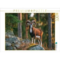 CALVENDO Puzzle Ein stolzes Mufflon steht auf einem Felsen im Wald und wird vom warmen Licht der Abendsonne beleuchtet, Tierpuzzle 1000 Teile Lege-Größe 64x48cm Foto-Puzzle für glückliche Stunden CALVENDO Puzzle Ein stolzes Mufflon steht auf einem Felsen im Wald und wird vom warmen Licht der Abendsonne beleuchtet, Tierpuzzle 1000 Teile Lege-Größe 64x48cm Foto-Puzzle für glückliche Stunden von Calvendo Puzzle
