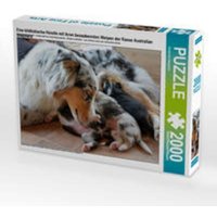 CALVENDO Puzzle Eine bildhübsche Hündin mit ihren bezaubernden Welpen der Rasse Australian Shepherd 2000 Teile Lege-Größe 90 × 67 cm Foto-Puzzle für glückliche Stunden CALVENDO Puzzle Eine bildhübsche Hündin mit ihren bezaubernden Welpen der Rasse Australian Shepherd 2000 Teile Lege-Größe 90 × 67 cm Foto-Puzzle für glückliche Stunden von Calvendo Puzzle