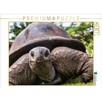 CALVENDO Puzzle Eine der über 300 Seychellen-Riesenschildkröten auf Curieuse 1000 Teile Lege-Größe 64x48cm Foto-Puzzle für glückliche Stunden CALVENDO Puzzle Eine der über 300 Seychellen-Riesenschildkröten auf Curieuse 1000 Teile Lege-Größe 64x48cm Foto-Puzzle für glückliche Stunden von Calvendo Puzzle