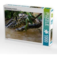 CALVENDO Puzzle Gelbe Anakonda im Pantanal 1000 Teile Lege-Größe 64 x 48 cm Foto-Puzzle Bild von Juergen Woehlke von Calvendo