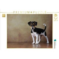 CALVENDO Puzzle Liu - Jack Russell Terrier, 10 Wochen 500 Teile Lege-Größe 48 × 36 cm Foto-Puzzle für Erwachsene CALVENDO Puzzle Liu - Jack Russell Terrier, 10 Wochen 500 Teile Lege-Größe 48 × 36 cm Foto-Puzzle für Erwachsene von Calvendo Puzzle