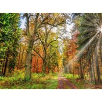 CALVENDO Puzzle Märchenhafter Wald mit knorrigen Eichen im Herbstlicht lädt zum Wandern ein, Hessen Deutschland 1000 Teile Lege-Größe 64x48cm Foto-P CALVENDO Puzzle Märchenhafter Wald mit knorrigen Eichen im Herbstlicht lädt zum Wandern ein, Hessen Deutschland 1000 Teile Lege-Größe 64x48cm Foto-P von Calvendo Puzzle