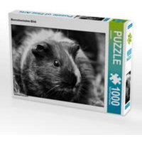 CALVENDO Puzzle Meerschweinchen Blick 1000 Teile Lege-Größe 64 x 48 cm Foto-Puzzle Bild von kattobello von Calvendo Puzzle