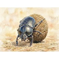 CALVENDO Puzzle Mistkäfer 1000 Teile Lege-Größe 64x48cm Foto-Puzzle für glückliche Stunden CALVENDO Puzzle Mistkäfer 1000 Teile Lege-Größe 64x48cm Foto-Puzzle für glückliche Stunden von Calvendo Puzzle