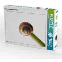 CALVENDO Puzzle Müde Schnecke am schlafen 1000 Teile Lege-Größe 64 x 48 cm Foto-Puzzle Bild von Tanja Riedel von xxx