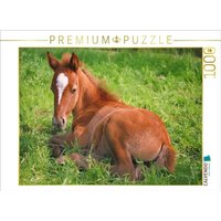 CALVENDO Puzzle Ponyfohlen auf der Wiese 1000 Teile Lege-Größe 64x48cm Foto-Puzzle für glückliche Stunden CALVENDO Puzzle Ponyfohlen auf der Wiese 1000 Teile Lege-Größe 64x48cm Foto-Puzzle für glückliche Stunden von Calvendo Puzzle