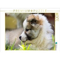 CALVENDO Puzzle Portrait einer kleinen Schönheit 1000 Teile Lege-Größe 64x48cm Foto-Puzzle für glückliche Stunden CALVENDO Puzzle Portrait einer kleinen Schönheit 1000 Teile Lege-Größe 64x48cm Foto-Puzzle für glückliche Stunden von Calvendo Puzzle