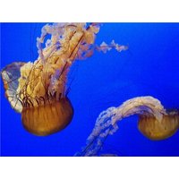 CALVENDO Puzzle Quallen vor der Küste Floridas, United States of Amerika 2000 Teile Lege-Größe 90x67cm Foto-Puzzle für glückliche Stunden CALVENDO Puzzle Quallen vor der Küste Floridas, United States of Amerika 2000 Teile Lege-Größe 90x67cm Foto-Puzzle für glückliche Stunden von Calvendo Puzzle