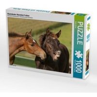 CALVENDO Puzzle Rheinländer Warmblut Fohlen 1000 Teile Lege-Größe 64 x 48 cm Foto-Puzzle Bild von Meike Bölts von Calvendo Puzzle