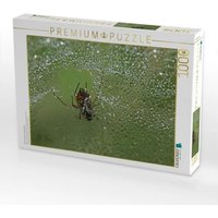 CALVENDO Puzzle Spinnennetz mit Tautropfen 1000 Teile Lege-Größe 64x48cm Foto-Puzzle für glückliche Stunden CALVENDO Puzzle Spinnennetz mit Tautropfen 1000 Teile Lege-Größe 64x48cm Foto-Puzzle für glückliche Stunden von Calvendo Puzzle