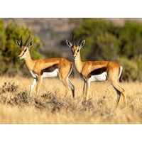 CALVENDO Puzzle Springbock Antilopen in der Savanne 1000 Teile Lege-Größe 64x48cm Foto-Puzzle für glückliche Stunden CALVENDO Puzzle Springbock Antilopen in der Savanne 1000 Teile Lege-Größe 64x48cm Foto-Puzzle für glückliche Stunden von Calvendo Puzzle