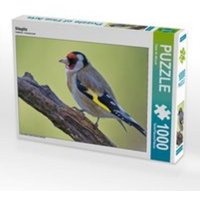 CALVENDO Puzzle Stieglitz 1000 Teile Lege-Größe 64 x 48 cm Foto-Puzzle Bild von Dieter-M. Wilczek CALVENDO Puzzle Stieglitz 1000 Teile Lege-Größe 64 x 48 cm Foto-Puzzle Bild von Dieter-M. Wilczek von Calvendo Puzzle