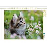 CALVENDO Puzzle Verträumte Katze in der Wiese 2000 Teile Lege-Größe 90x67cm Foto-Puzzle für glückliche Stunden CALVENDO Puzzle Verträumte Katze in der Wiese 2000 Teile Lege-Größe 90x67cm Foto-Puzzle für glückliche Stunden von Calvendo Puzzle