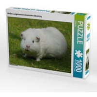 CALVENDO Puzzle Weißes Langhaarmeerschweinchen Mischling 1000 Teile Lege-Größe 64 x 48 cm Foto-Puzzle Bild von kattobello von Calvendo Puzzle