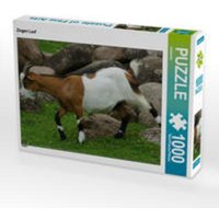 CALVENDO Puzzle Ziegen Lauf 1000 Teile Lege-Größe 64 x 48 cm Foto-Puzzle Bild von kattobello von Calvendo