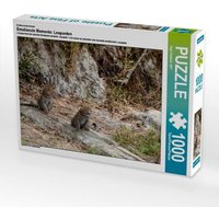 Ein Motiv aus dem Kalender Emotionale Momente: Leoparden (Puzzle) von Calvendo Puzzle