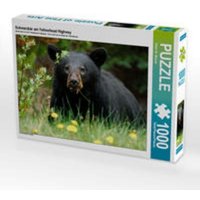 CALVENDO Puzzle Schwarzbär am Yellowhead Highway 1000 Teile Puzzle quer 1000 Teile Lege-Größe 64 × 48 cm Foto-Puzzle für glückliche Stunden CALVENDO Puzzle Schwarzbär am Yellowhead Highway 1000 Teile Puzzle quer 1000 Teile Lege-Größe 64 × 48 cm Foto-Puzzle für glückliche Stunden von CALVENDO Verlag GmbH
