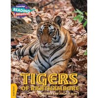 Cambridge Reading Adventures Tigers of Ranthambore Gold Band von Cambridge University Press