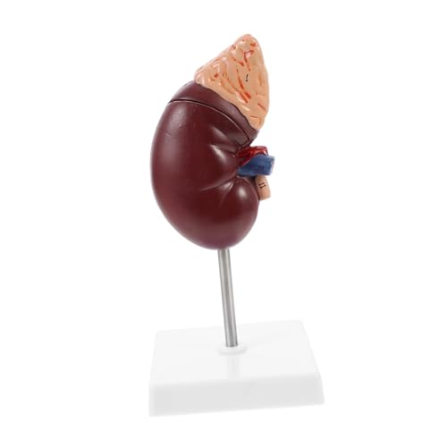 Ciieeo 1Stück Anatomisches Körpermodell Für Schulungen Abnehmbar Mit Stabiler Basis Halterung Lehrmittel Für Demonstrationen Ciieeo 1Stück Anatomisches Körpermodell Für Schulungen Abnehmbar Mit Stabiler Basis Halterung Lehrmittel Für Demonstrationen von Ciieeo