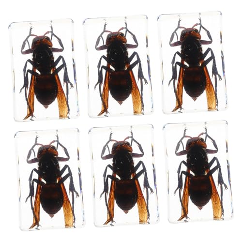 Ciieeo 6 Stück Insektenbuch Aus Kunstharz Konservierte Insektenproben Kunstharz Insektenproben Insektenproben Set Echte Insektenproben Insektenharz Proben Insektendekoration Ciieeo 6 Stück Insektenbuch Aus Kunstharz Konservierte Insektenproben Kunstharz Insektenproben Insektenproben Set Echte Insektenproben Insektenharz Proben Insektendekoration von Ciieeo