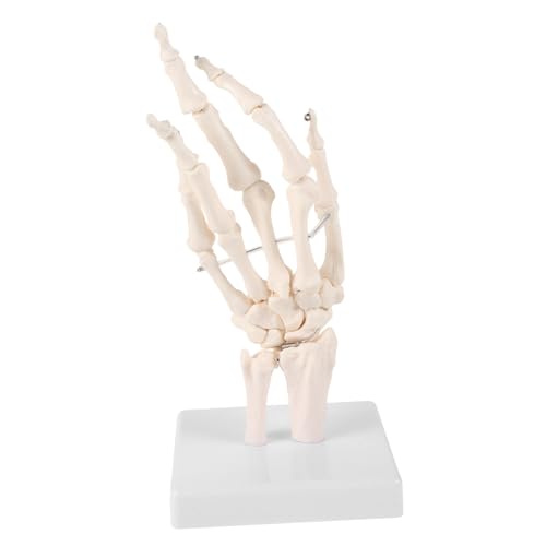 Ciieeo Handknochengelenkmodell für Medizinische Lehre Robustes Anatomisches Handskelett mit Labormodellbasis Leicht zu Reinigen für Unterricht und Wissenschaftliche Studien Ciieeo Handknochengelenkmodell für Medizinische Lehre Robustes Anatomisches Handskelett mit Labormodellbasis Leicht zu Reinigen für Unterricht und Wissenschaftliche Studien von Ciieeo
