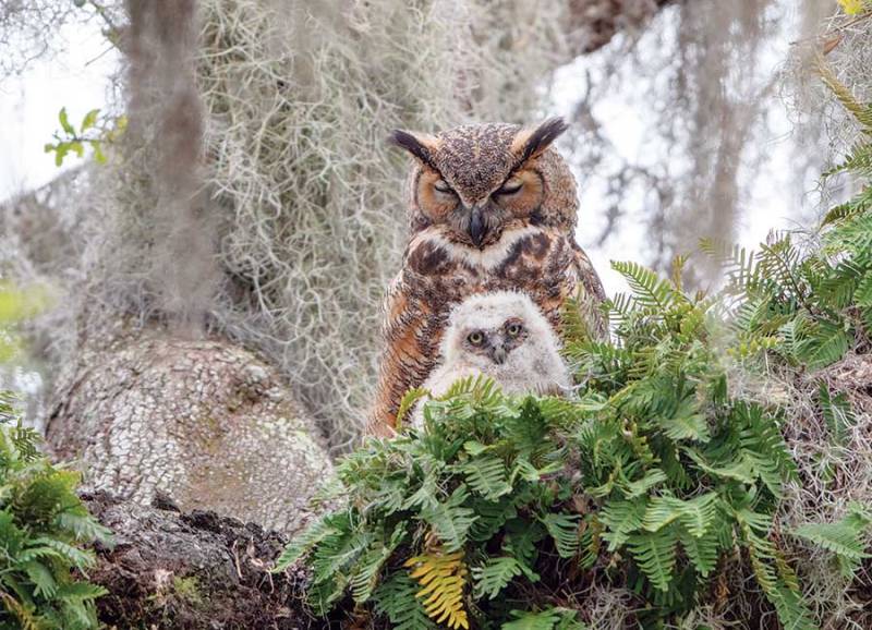 Cobble Hill Great Horned Owl 1000 Teile Puzzle Cobble-Hill-40176 von Cobble Hill