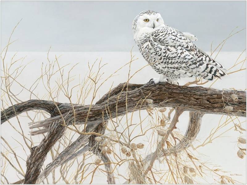 Cobble Hill XXL Teile - Fallen Willow Snowy Owl 500 Teile Puzzle Cobble-Hill-45050 von Cobble Hill