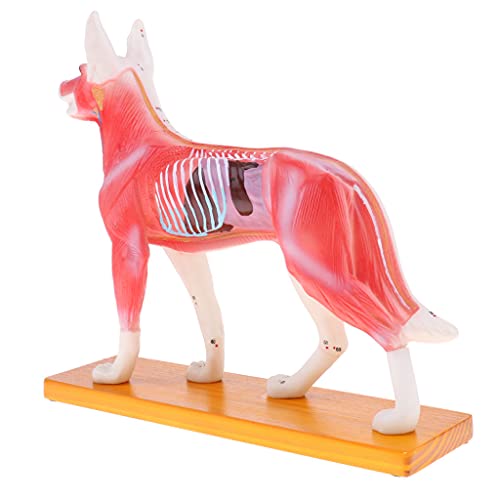 Colcolo Hunde Akupunktur Anatomisches Modell Bildungsmodell Schullaborbedarf Colcolo Hunde Akupunktur Anatomisches Modell Bildungsmodell Schullaborbedarf von Colcolo