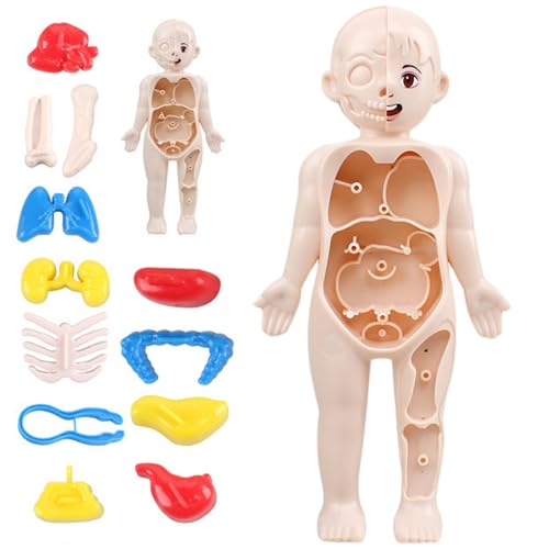 Menschliches Körpermodell für Kinder, 7 Zoll abnehmbares menschliches Körpermodell, Kinder Anatomiespielzeug, menschliches Körper Skelett Organe Model Kits, STEM -Bildungsspielzeug für Jungen Mädchen von Comebachome