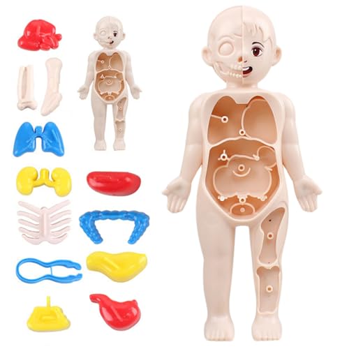 Menschliches Körpermodell für Kinder 7x4 Anatomie Model Organe abnehmbares menschliches Körpermodell Abs Keine Burrs Wissenschaftsspielzeug Bildungshuman Anatomie für Kinder über 3 Jahre alt, menschl von Comebachome