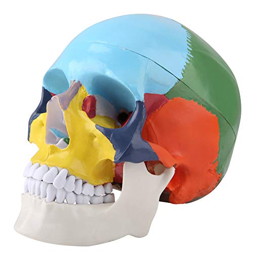 Teach Instrument Colored Adult Human Skull Anatomisches Modell mit Identifikationskarte für Wissenschaftliche Bildungsstudien von Cornesty