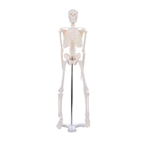 Anatomie -Skelett menschliches Skelettmodell Anatomisches Skelettmodell Skelettausbildungstrainingshilfe 45 cm von Csafyrt