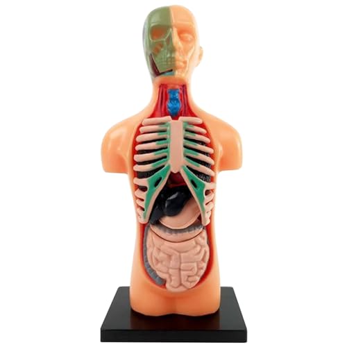 Csafyrt Menschliches Körpermodell für Kinder, 5,5 Zoll 3D Abnehmbare Anatomie -Modell plastische Bildungsanatomie Jane Puppe für Schüler von Csafyrt