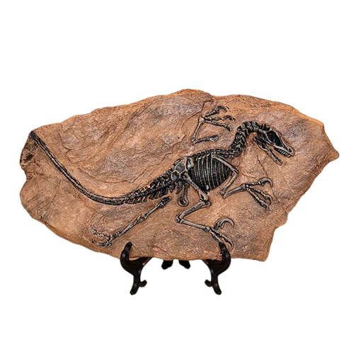 Csnbfiop Handcrafts Dinosaurier Fossilien Modell Simuliertes Dinosaurier Skelett Kunstharz Statue Figur Für Heimdekorationen Und Pädagogische Zwecke von Csnbfiop