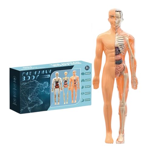 DAWCBVJQ Skelett Anatomie Modell 3D, Anatomie Lernmodell, Lehrreiches Bauspielzeug für Kinder ab 6 Jahren, für Wissenschaftslehrer, Schule, Hochschule, Homeschooling und Zuhause DAWCBVJQ Skelett Anatomie Modell 3D, Anatomie Lernmodell, Lehrreiches Bauspielzeug für Kinder ab 6 Jahren, für Wissenschaftslehrer, Schule, Hochschule, Homeschooling und Zuhause von DAWCBVJQ