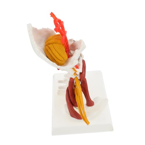 DECOMELODY Anatomisches Cervical Vertebra Modell PVC mit Nerven Muskeln Medizinisches Lehrmodell für Studium Praxis Geeignet für Ärzte Studenten Unterricht Demonstration DECOMELODY Anatomisches Cervical Vertebra Modell PVC mit Nerven Muskeln Medizinisches Lehrmodell für Studium Praxis Geeignet für Ärzte Studenten Unterricht Demonstration von DECOMELODY