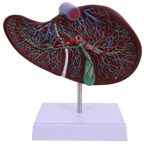 DECOMELODY Anatomisches Lebermodell mit Sockel Realistisch Langlebig für Medizinische Lehre Humaner Körper Lehrmodell Gallenblase Verständlich Anschaulich DECOMELODY Anatomisches Lebermodell mit Sockel Realistisch Langlebig für Medizinische Lehre Humaner Körper Lehrmodell Gallenblase Verständlich Anschaulich von DECOMELODY