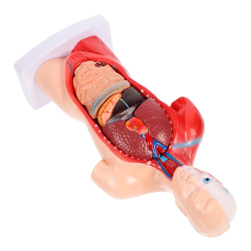 DECOMELODY Human Modell Herz System Lernmodell Medizinisches Innenorgan Lehrmittel Abnehmbar für Schule Labor Patientenkommunikation Anfänger Geeignet DECOMELODY Human Modell Herz System Lernmodell Medizinisches Innenorgan Lehrmittel Abnehmbar für Schule Labor Patientenkommunikation Anfänger Geeignet von DECOMELODY