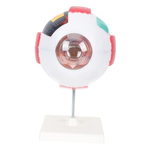 DECOMELODY Menschliches Auge Modell Menschliches Modell Augapfelfigur Anatomie Skelettmodell Anatomie Für Modell Des Menschlichen Gehirns Menschliche Anatomie Herzmodell Pvc von DECOMELODY