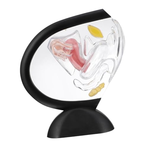 DECOMELODY Transparentes Uterusmodell aus Robustem PVC Weibliches Fortpflanzungsorgan Sichtbare Gebärmutterstruktur Anatomisches Lehrmodell für Medizinische Ausbildung für Klinik und DECOMELODY Transparentes Uterusmodell aus Robustem PVC Weibliches Fortpflanzungsorgan Sichtbare Gebärmutterstruktur Anatomisches Lehrmodell für Medizinische Ausbildung für Klinik und von DECOMELODY