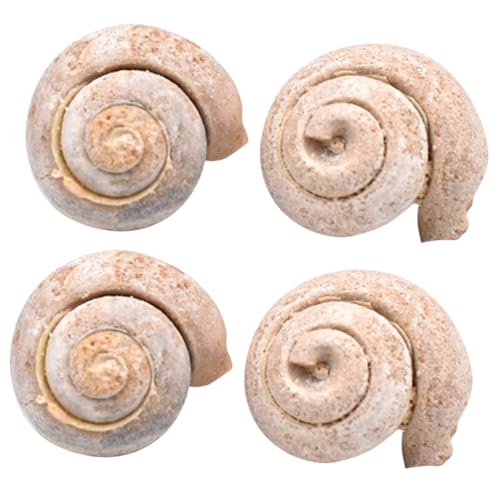 DECORNIJIA 4 Stück Teiliges Schneckenfossil als Pädagogisches Desktop Ornament Glatte Oberfläche Lernspielzeug für Paläontologie und Dekorative Modellprobe DECORNIJIA 4 Stück Teiliges Schneckenfossil als Pädagogisches Desktop Ornament Glatte Oberfläche Lernspielzeug für Paläontologie und Dekorative Modellprobe von DECORNIJIA