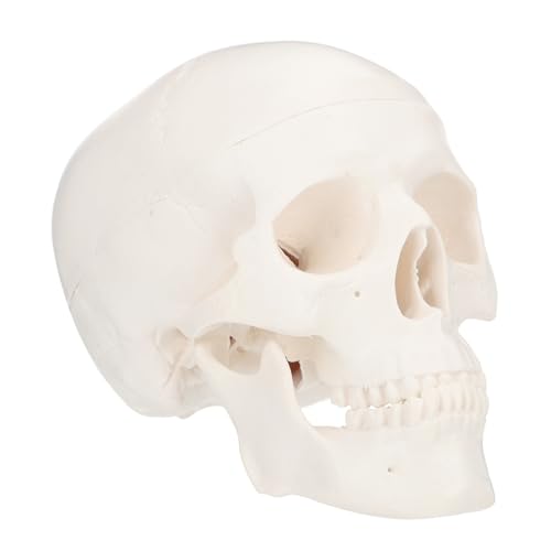 DECORNIJIA Detachable Mini Schädel Modell aus Kunststoff Leichtes Anatomisches Lernspielzeug für Schule und Medizinische Ausbildung Tragbar Geruchlos Ergonomisch Gestaltet für Zeichnen und DECORNIJIA Detachable Mini Schädel Modell aus Kunststoff Leichtes Anatomisches Lernspielzeug für Schule und Medizinische Ausbildung Tragbar Geruchlos Ergonomisch Gestaltet für Zeichnen und von DECORNIJIA